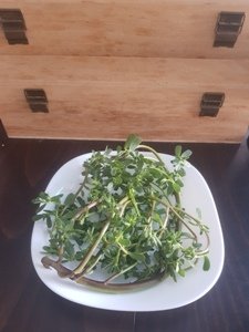 ancient astrological knowledge s